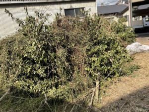福岡市南区で庭木の剪定後に山積みになった大量の枝と木の処分前